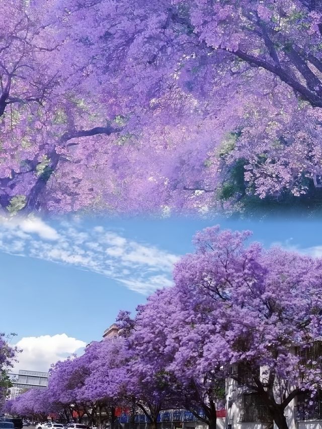 奔赴一場紫色之約，西昌藍花楹藏著什麼驚喜？