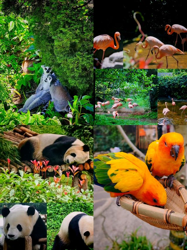 野生動物園邂逅生態精靈