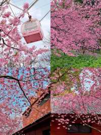 3月份櫻花季一定要去武漢看