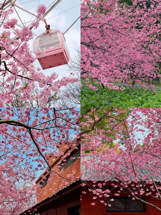 3月份櫻花季一定要去武漢看 3月份櫻花季一定要去武漢看