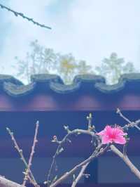 追個青羊宮梅花末班車，感受春天的中式浪漫