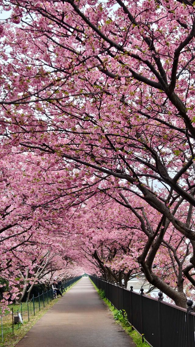 🌸今日満開の河津桜🌸