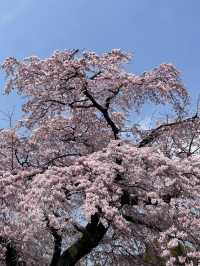 🌸名古屋周邊追櫻攻略，輕鬆get絕美花海