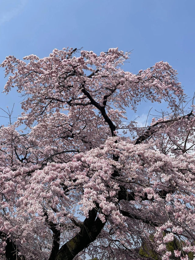 🌸名古屋周邊追櫻攻略，輕鬆get絕美花海