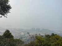 大雁山鮮花盛開，免費欣賞禾雀花