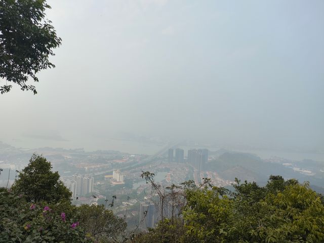 大雁山鮮花盛開，免費欣賞禾雀花