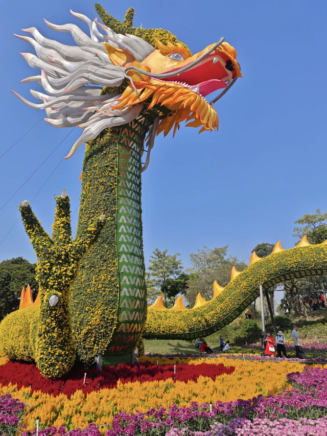 花海盛景：小欖菊韻探秋記