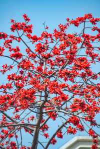 佛山禪城呢條街道火咗，木棉花開成咗一片紅色花海