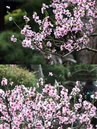 蘇州賞桃花‖打卡避坑攻略
