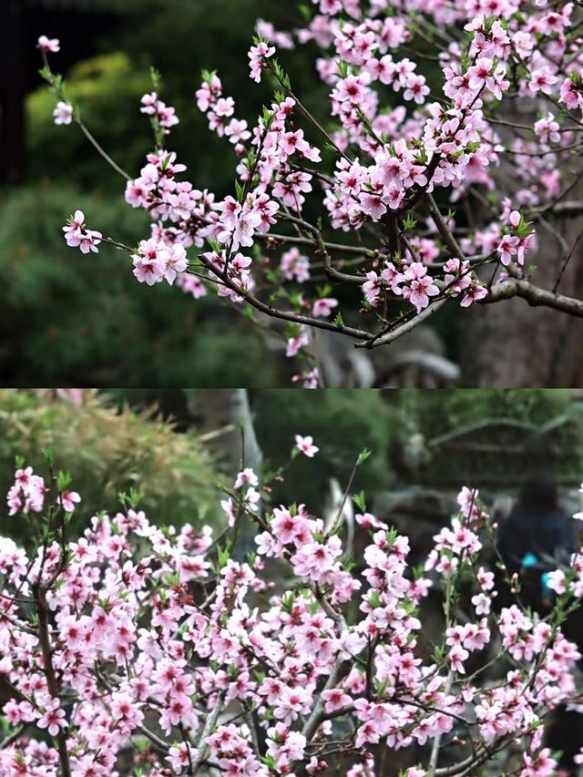 蘇州賞桃花‖打卡避坑攻略