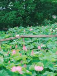 誤入荷花深處🪷杭州免費賞荷採摘地