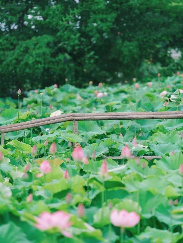 誤入荷花深處🪷杭州免費賞荷採摘地