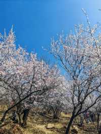 北京園博園6號園｜春天上春山｜園博園桃花谷