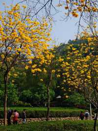 黃風鈴花開季