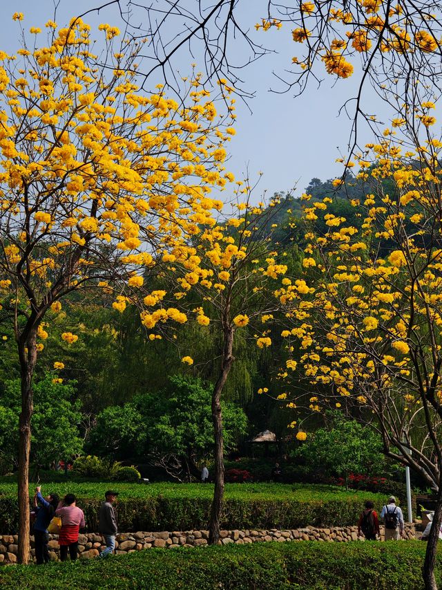 黃風鈴花開季