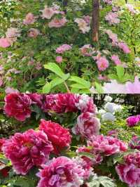 洛陽牡丹花卉節賞花攻略來啦