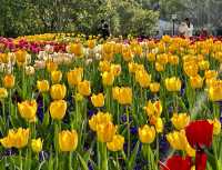 閘北公園更值得去拍春花的三大理由