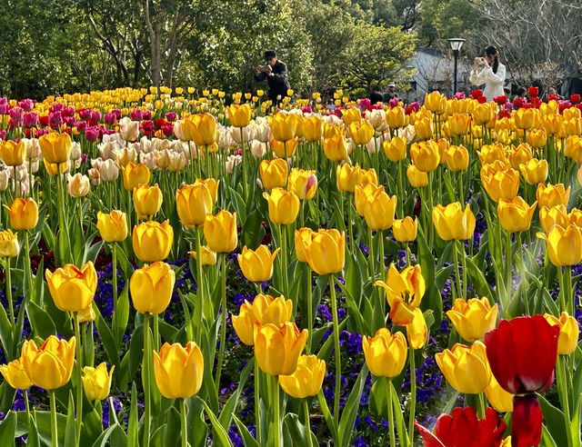 閘北公園更值得去拍春花的三大理由