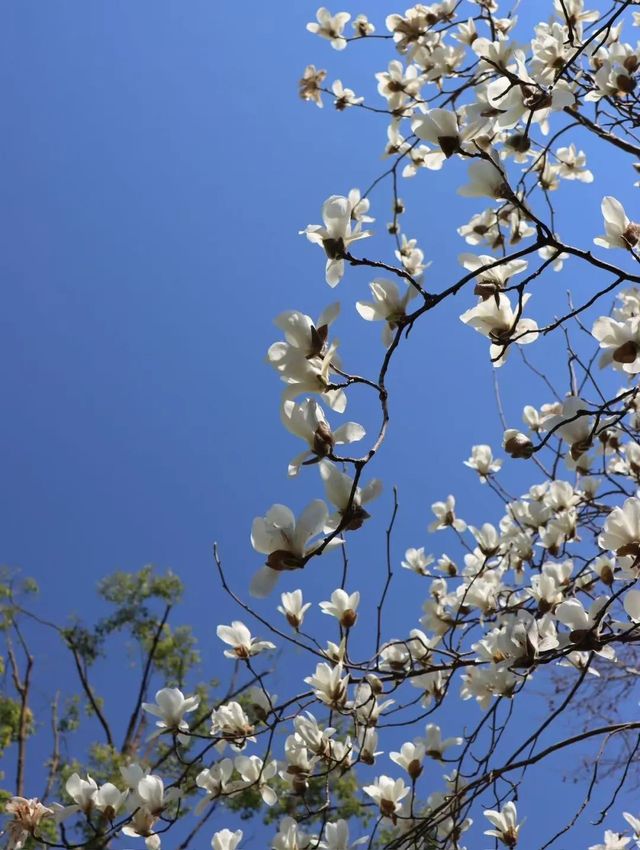 徐家匯的花都開滿了，再不來就晚了……。