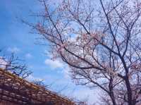 大阪城公園嘅櫻花，美到詞窮💕