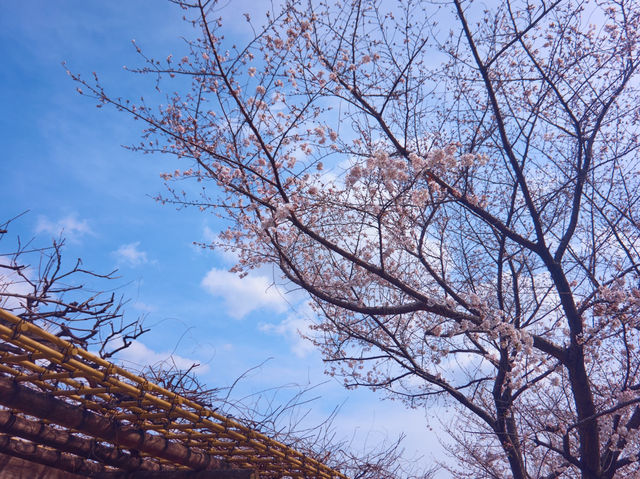 大阪城公園嘅櫻花，美到詞窮💕