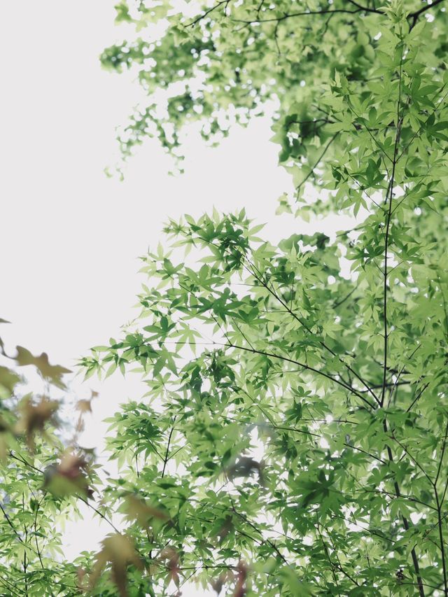 南京！含氧量高達99%的春日好去處（好適合週末…
