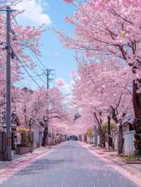 🌸 日本沖繩櫻花季 🌸