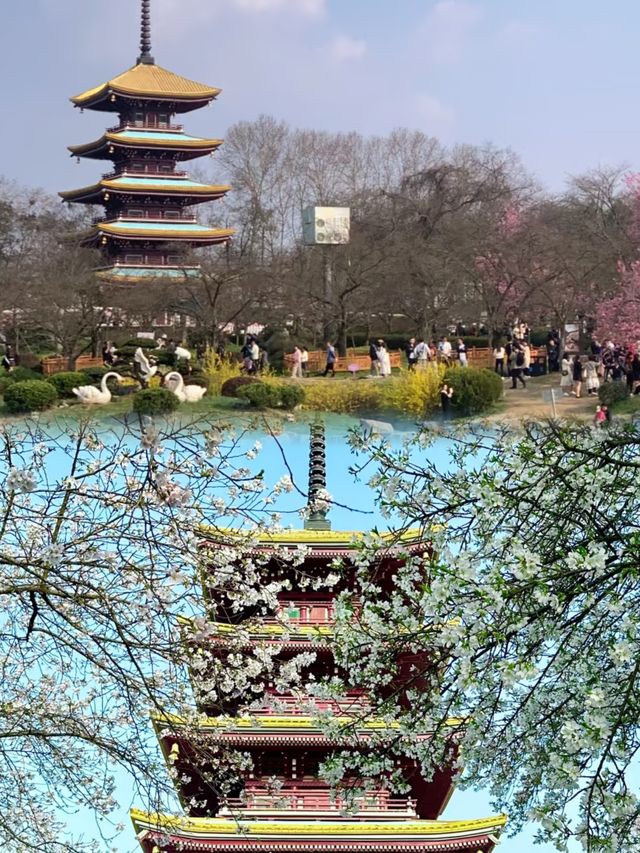 櫻花開了