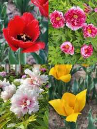 西安賞花遊興慶宮鬱金香花海太美了