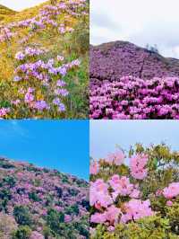 《谷克德：索瑪花盛放處的自在旅途》