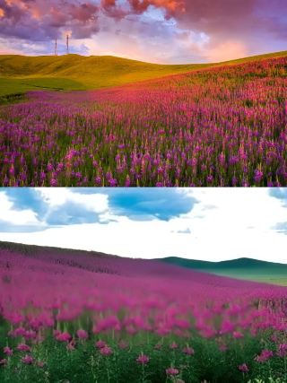 Spring has arrived in Xilingol! Let's go see the most beautiful flower fields on the vast grasslands