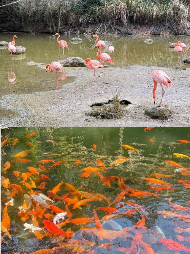 住進海景房，推開窗就是千島湖的晨霧。