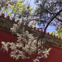 中山公園📍4月29日鬱金香🌹仍在盛放中