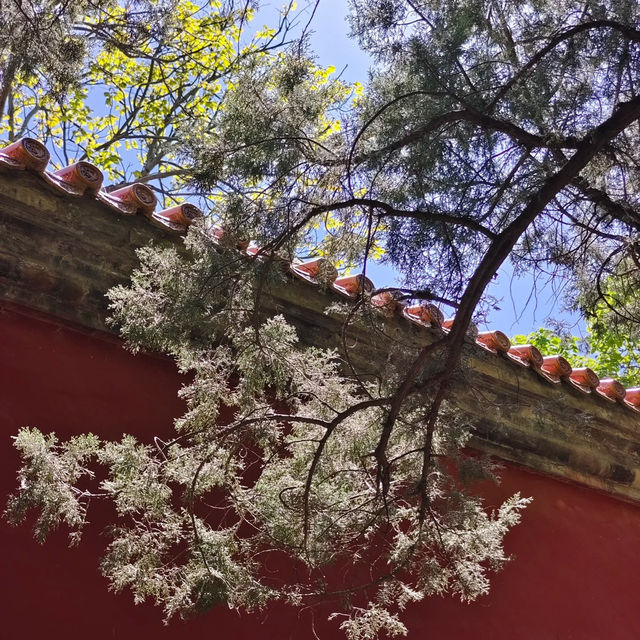 中山公園📍4月29日鬱金香🌹仍在盛放中