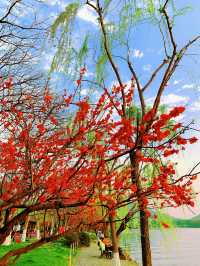 杭州春日漫遊：邂逅桃花與古韻