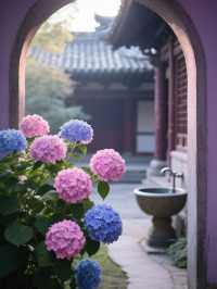 媲美日本！杭州永福寺繡球花，滿溢禪意之美