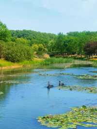 5月南京必衝燕雀湖莫奈花園睡蓮已上線🪷