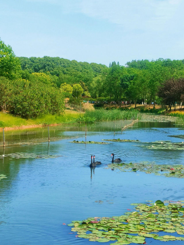 5月南京必衝燕雀湖莫奈花園睡蓮已上線🪷