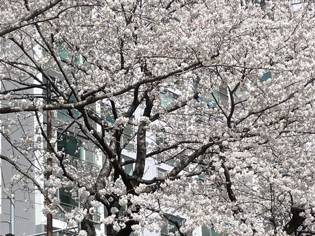 🌸釜山溫泉川市民公園，櫻花夢幻之約🌸