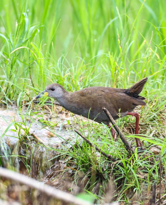 南昌踏青·象山森林公園超全攻略