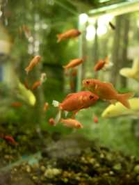 西湖一日小眾citywalk路線｜坐船賞花觀魚
