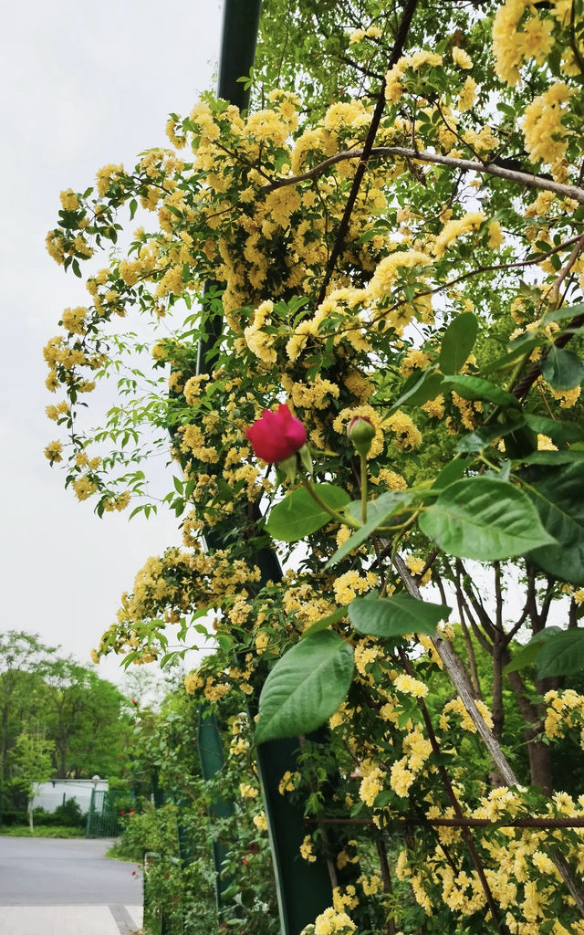 上海顧村公園：城市綠洲中的四季生態樂園