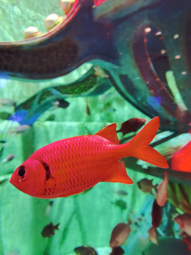 三亞亞特蘭蒂斯水族館|失落之城+海底餐廳+海豚互動