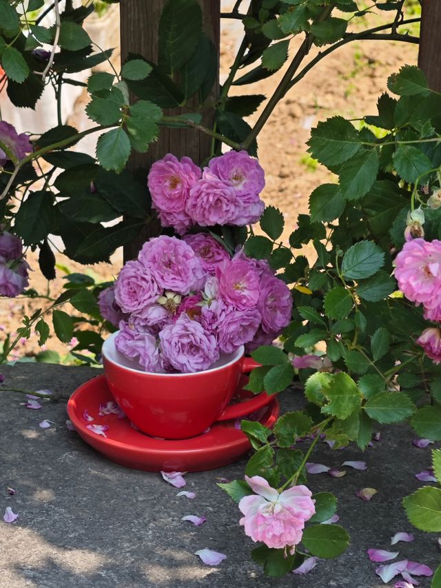 在青島海爾洲際，邂逅一場花與海的浪漫詩篇
