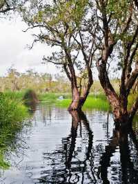 我在泰國羅勇府發現了一片水上的莫奈花園