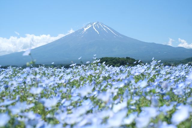 日本｜河口湖 天氣晴