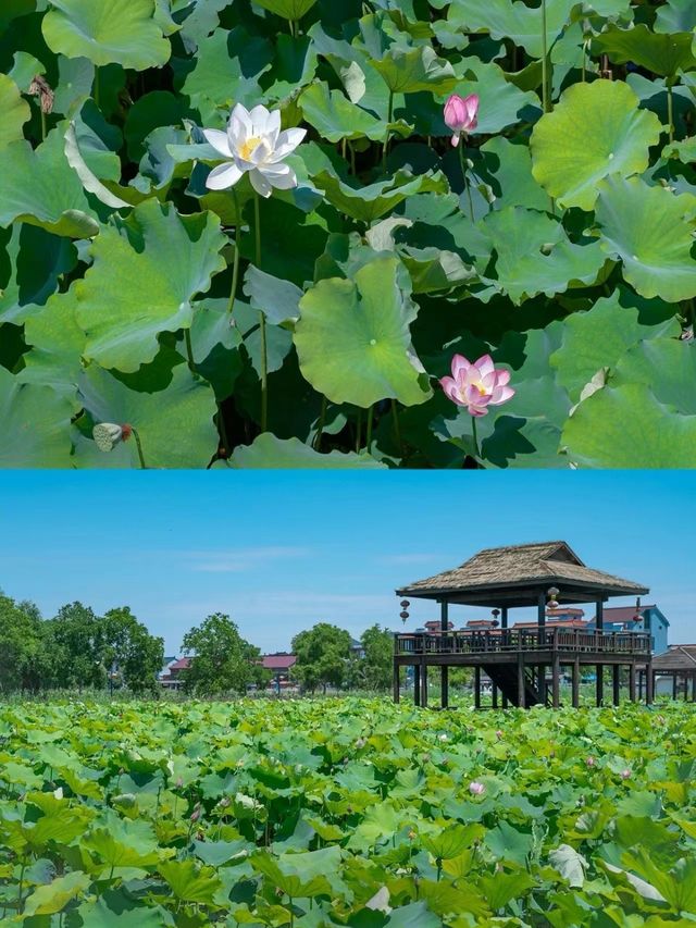 南寧西鄉塘賞荷記：一池清夢，枕畔繁華