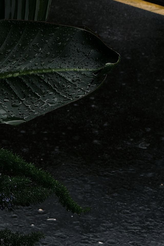 一房難求嘅阿蘭若