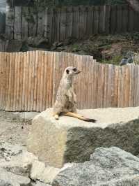 Must Visit - Edinburgh Zoo! 