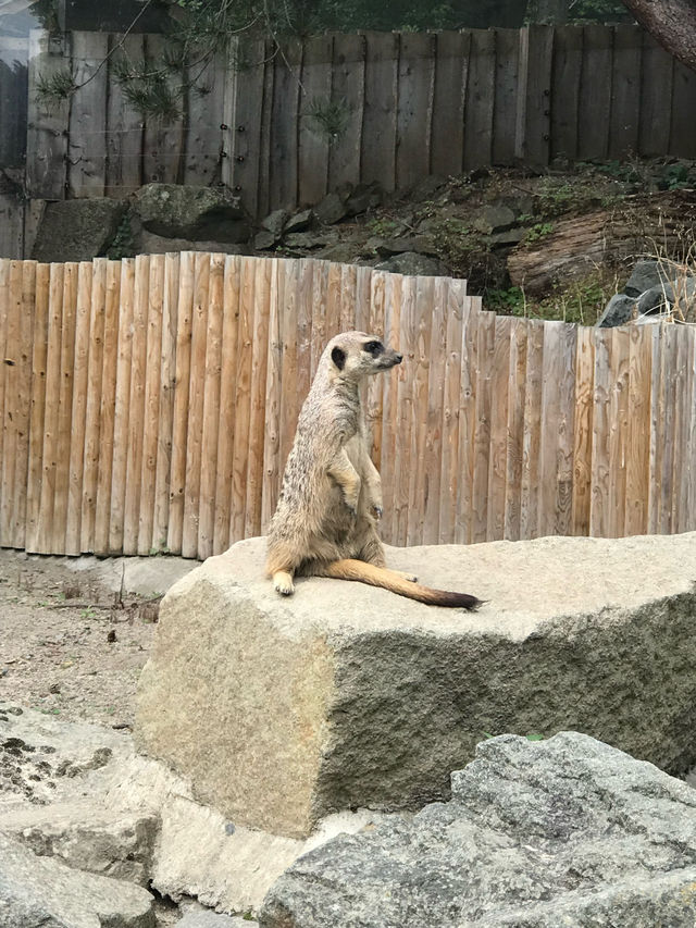 Must Visit - Edinburgh Zoo! 